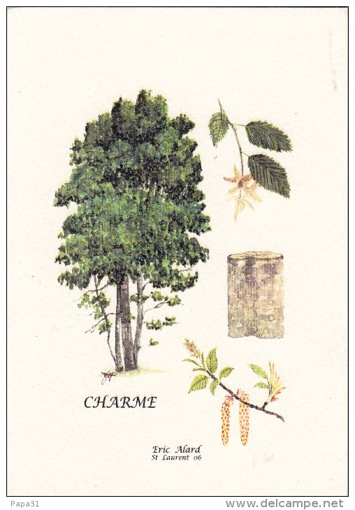 CHARME  Par Eric  ALARD  - Jolie Carte - Árboles