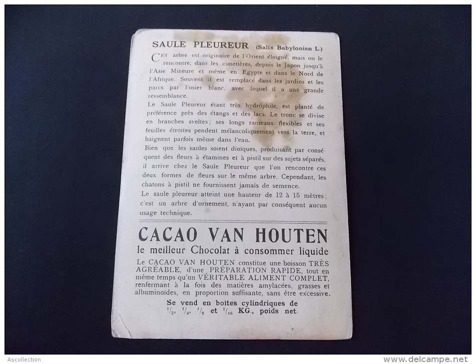 Chromo Image Grand Format Cacao Van Houten Solubilisé En Poudre Saule Pleureur - Van Houten