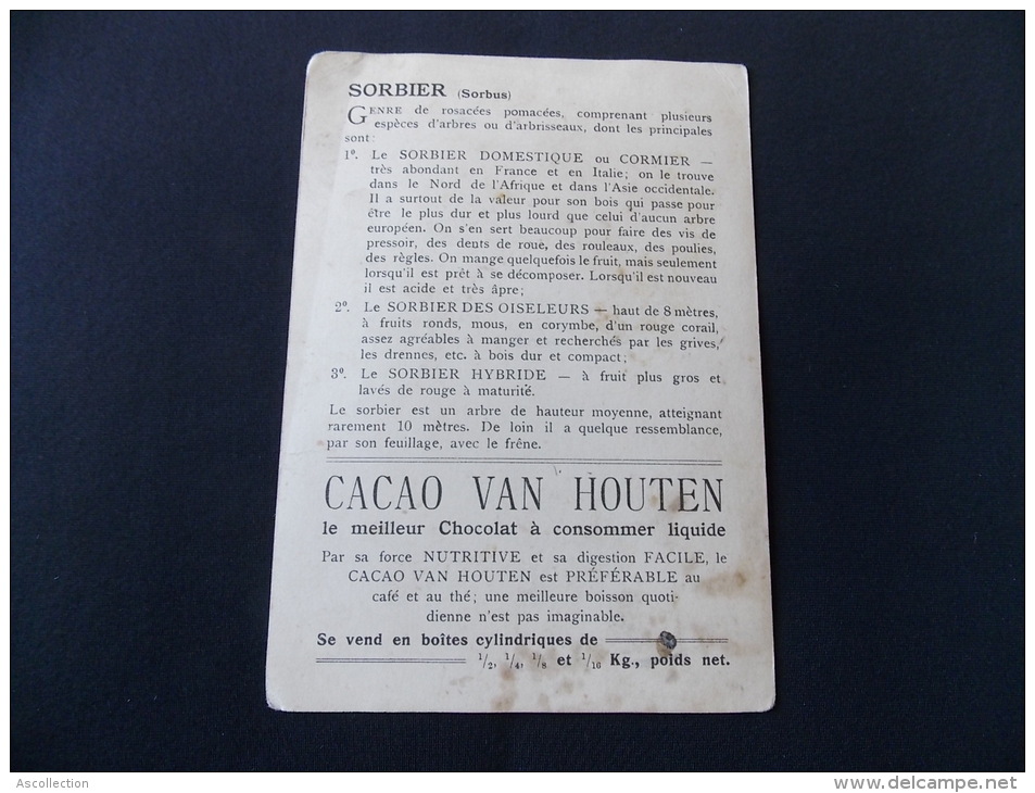 Chromo Image Grand Format Cacao Van Houten Solubilisé En Poudre Sorbier - Van Houten