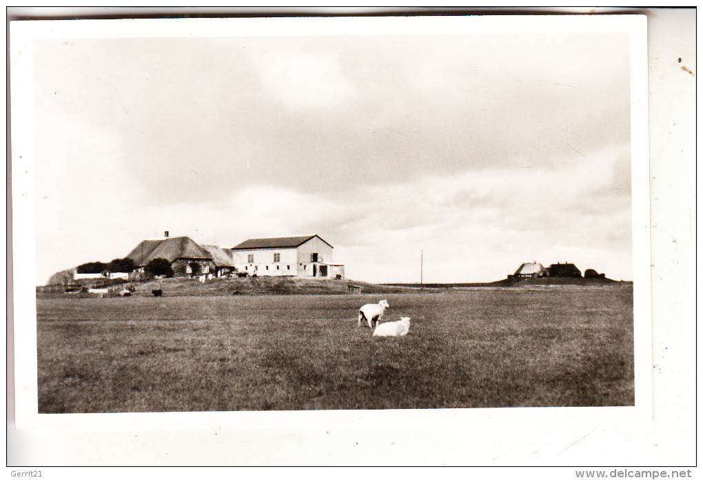 2251 HALLIG HOOGE, Jugendlager, Volkertswarft - Halligen