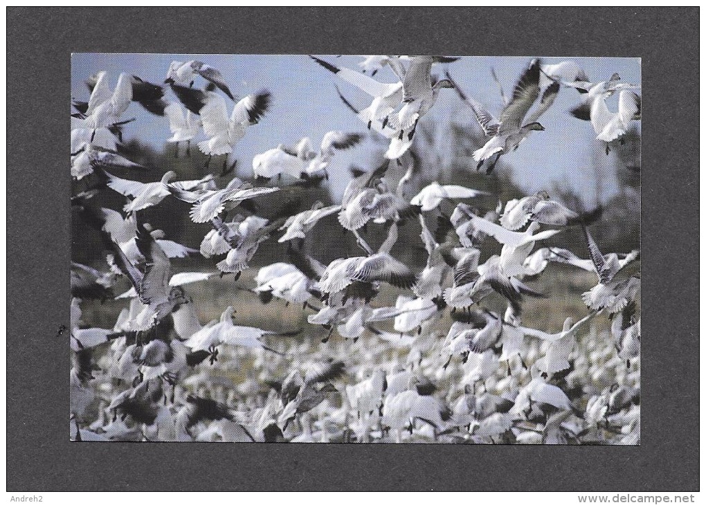 ANIMAL - ANIMAUX - OISEAUX - BIRDS - GRANDE OIE DES NEIGES - CHEN CAERULENSCENS - CAP TOURMENTE - PAR BENARD JOLICOEUR - Oiseaux