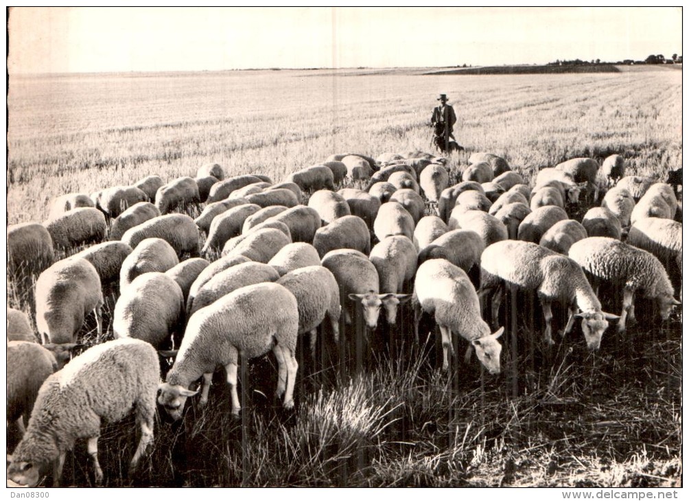 MOUTONS EN BEAUCE CPM CIRCULEE - Elevage