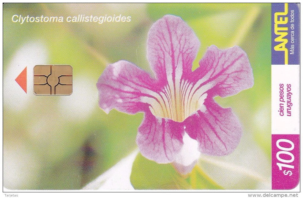 Nº 165 TARJETA DE URUGUAY DE ANTEL DE UNA FLOR DAMA DEL MONTE (FLOR-FLOWER) - Uruguay