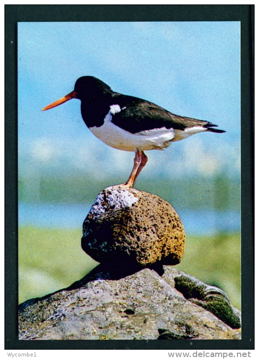 ICELAND  -  Oystercatcher  Unused Postcard As Scan - Birds