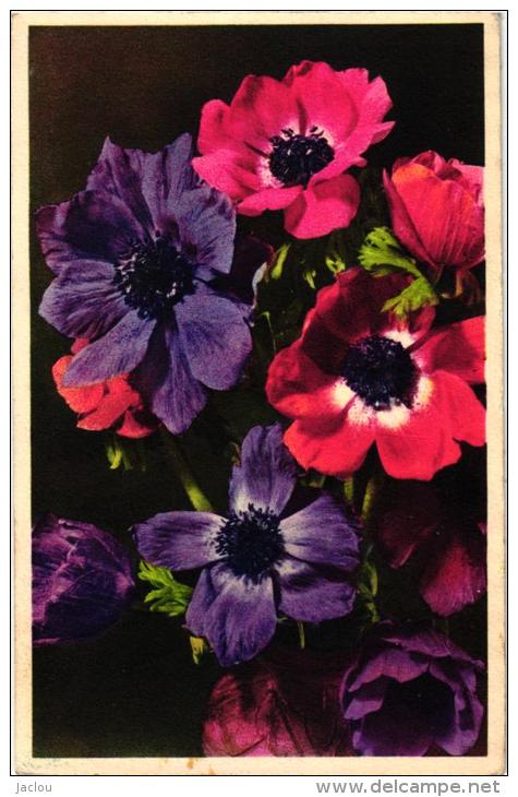 ANEMONES DES FLEURISTES REF 45330 - Fiori