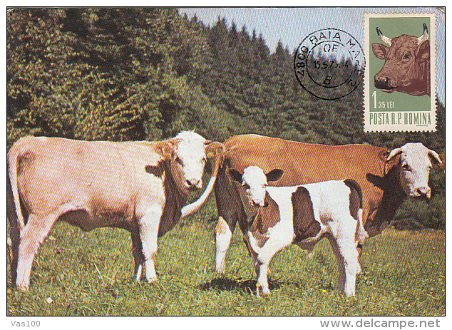 COWS, CALF, CM, MAXICARD, CARTES MAXIMUM, 1973, ROMANIA - Vaches