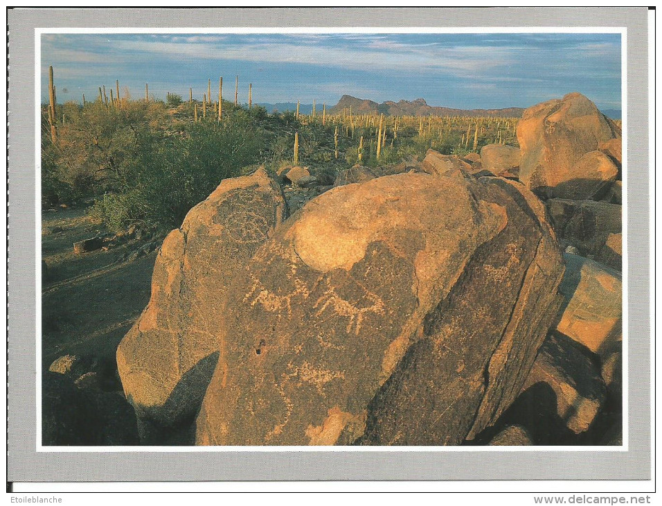 ARIZONA Saguaro - Petroglyph Hohokam People - Rochers Gravés, (animaux) Désert, Cactus - Autres & Non Classés