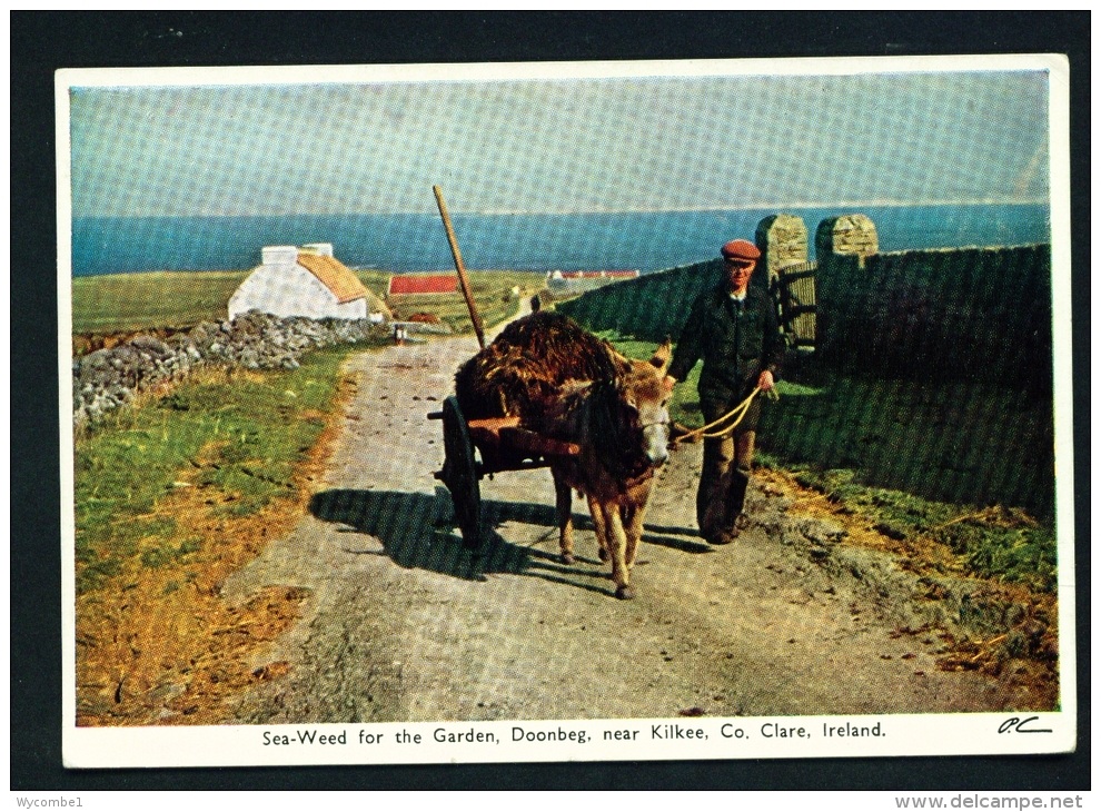 IRELAND  -  Doonbeg  Sea-weed For The Garden  Unused Vintage Postcard As Scan - Clare