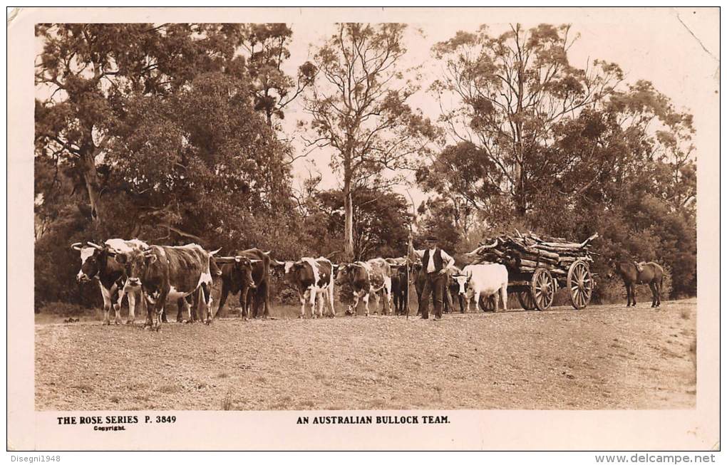 04355 "AN AUSTRALIAN BULLOCK TEAM" ANIMATA. CART. ILLUSTR. ORIG. SPEDITA 1927. - Altri & Non Classificati