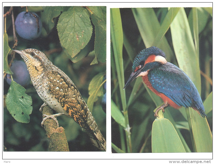 Lot De 5 CP - Oiseau - Oiseaux  - La Chaîne Bleue Mondiale - Oiseaux