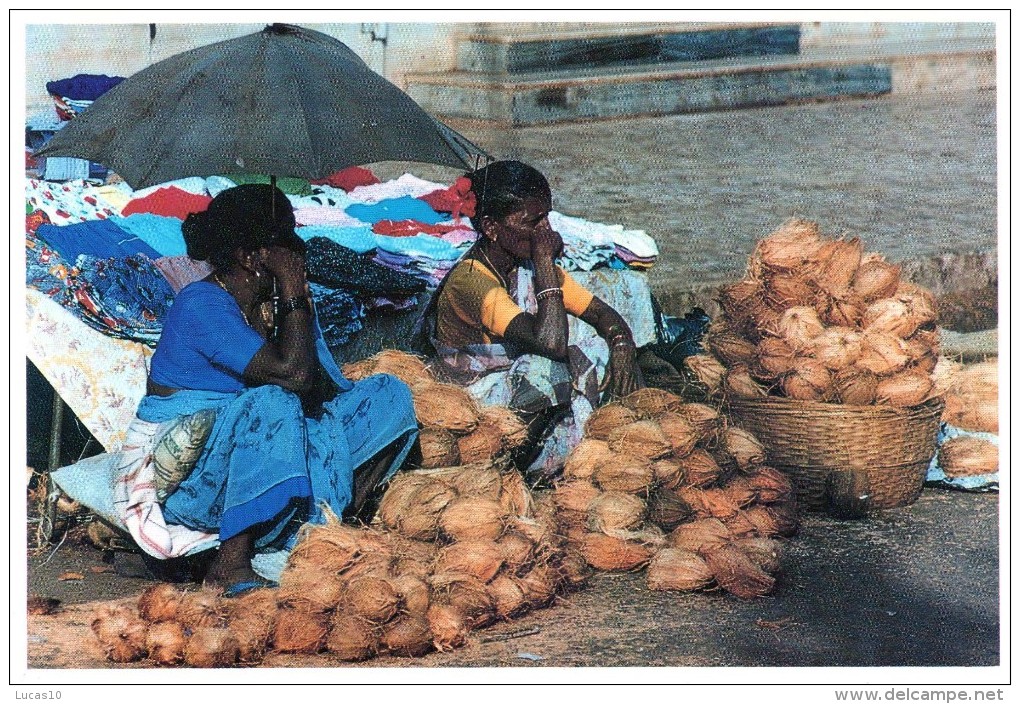 ......inde  Coconuts  Goa  India - Inde