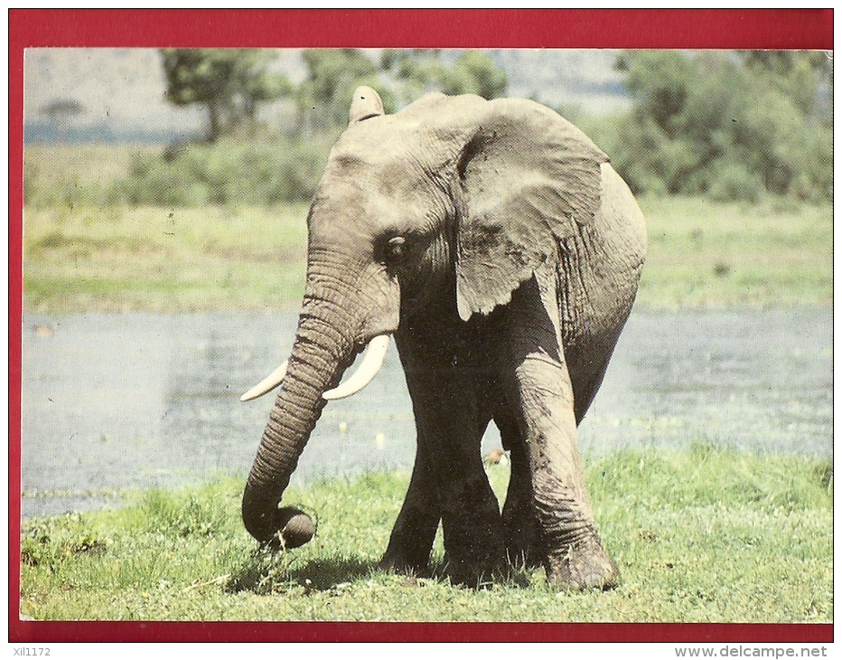 HAS-23  Eléfant Eléphant Africain. Timbres Du Kenya. Circulé En 1992 - Elephants