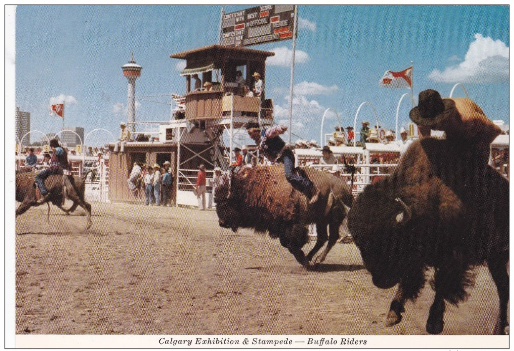 Calgary Exhibition & Stampede, Buffalo Riders, AB, ALBERTA, Canada, POST CARD, POSTCARD Carte Postale - Calgary