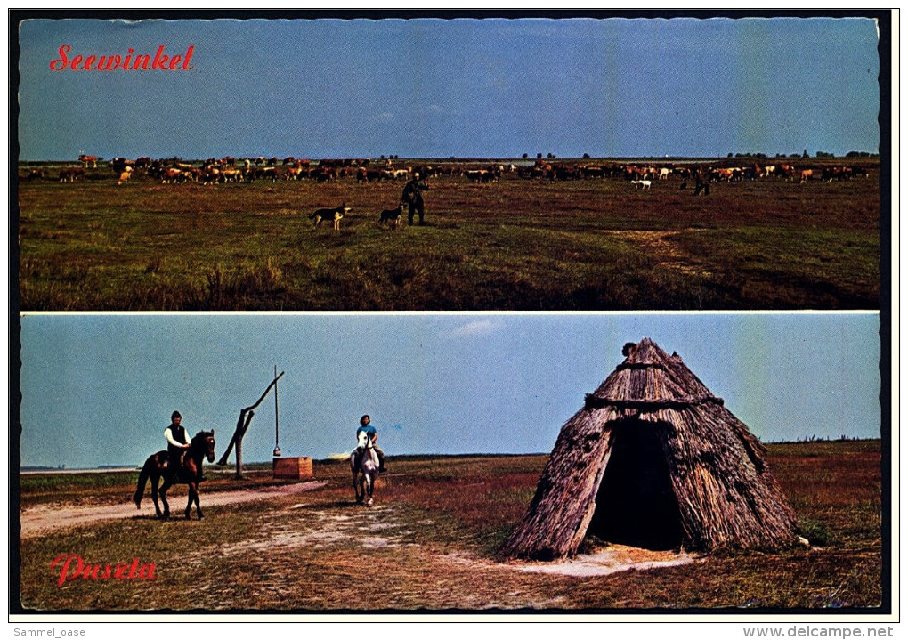 Seewinkel / Burgenland  -  Kuhherde Mit Halter - Pusztabrunnen - Weinhüterunterstand - Ansichtskarte Ca. 1965   (5243) - Neusiedlerseeorte