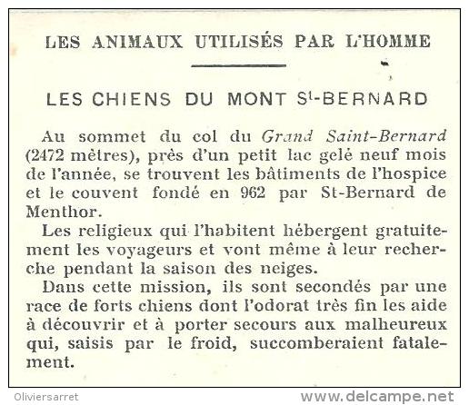 Image Le Chien Du Saint Bernard - Autres & Non Classés