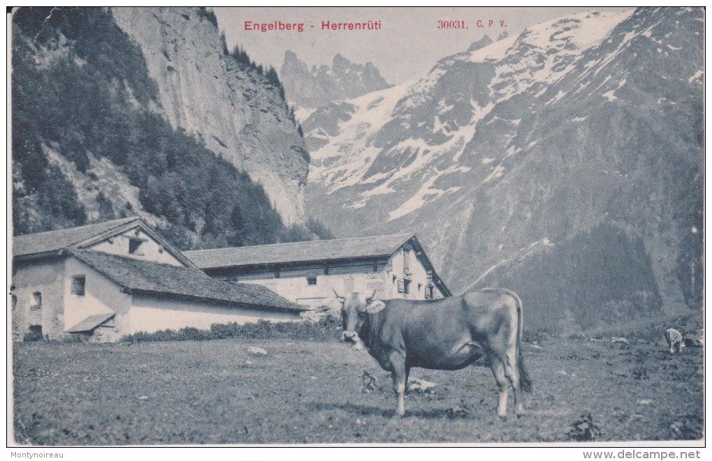 Suisse :   ENGELBERG  -  Herrenrüti (  Vache) - Rüti