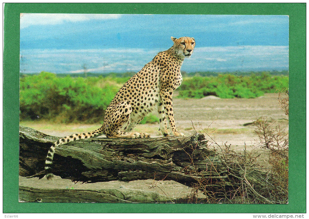 CHEETAH / Léopard / KENYA AFRICAN WILDLIFE  CPM  Année1990   Timbres  Papillons état Impeccable - Kenia