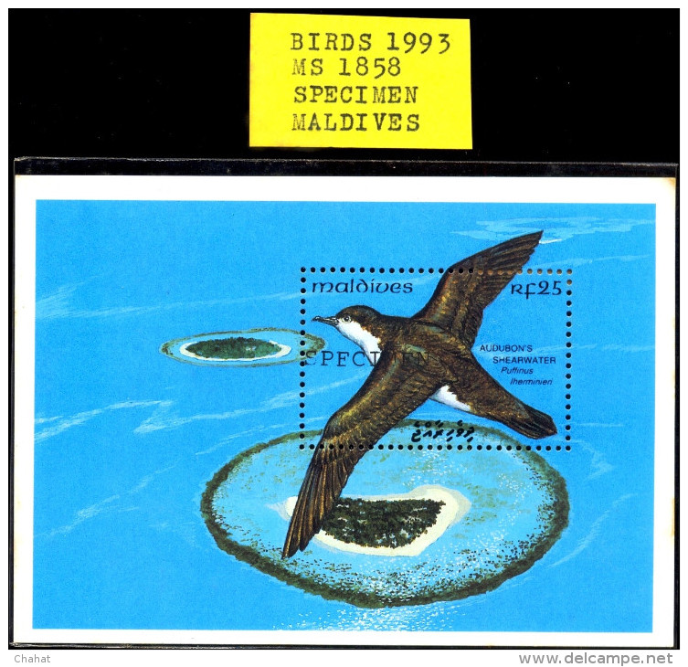 BIRDS-MARINE LIFE-AUDUBON´S SHEARWATER-SPECIMEN-MS-MALDIVES-1993-MNH-M-01 - Albatrosse & Sturmvögel