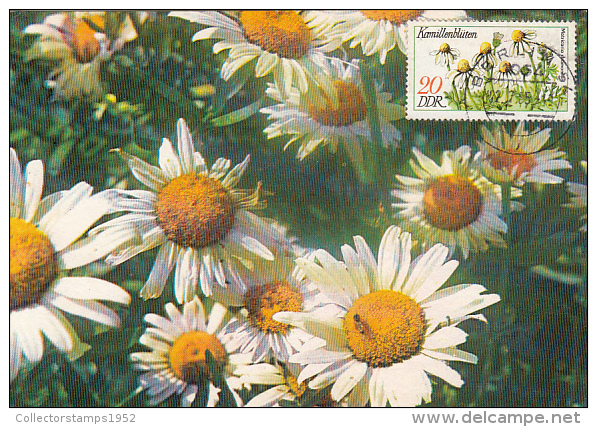 31723- CHAMOMILLE, MEDICINAL PLANT, MAXIMUM CARD, 1985, EAST GERMANY - Plantas Medicinales