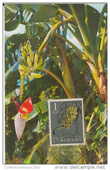 31757- BANANA TREE, MAXIMUM CARD, 1961, SURINAME - Alberi