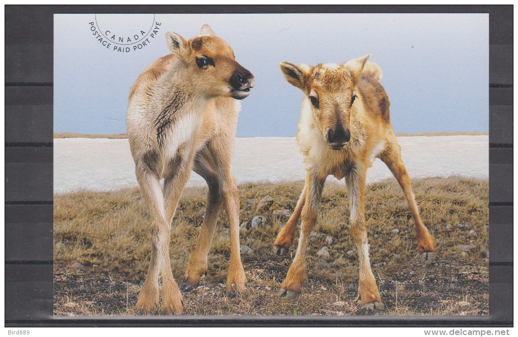 2012 Canada Post Card Caribou Fauna Unused - Cartes Modernes