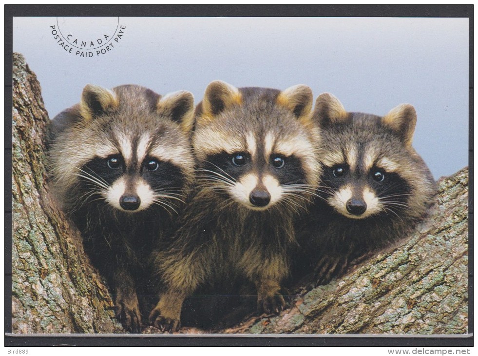 2012 Canada Post Card Racoon Fauna Unused - Cartes Modernes