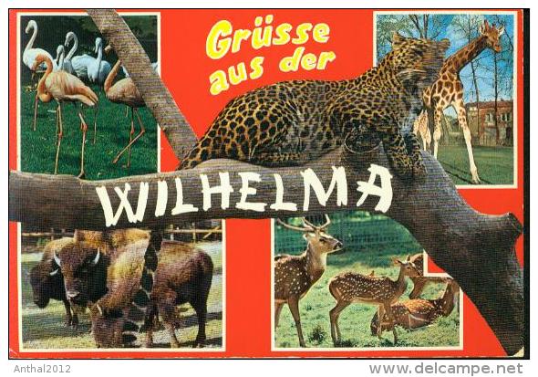 Rarität Tierpark Zoo Wilhelma Stuttgart Bad Cannstatt Tiger Giraffe Flamingo Damwild Bison 15.8.1972 - Tigers