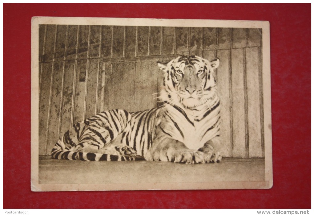 Mozcow Zoo - Bengale Tiger  - - Old PC - 1928 - Very Rare! - Tigres