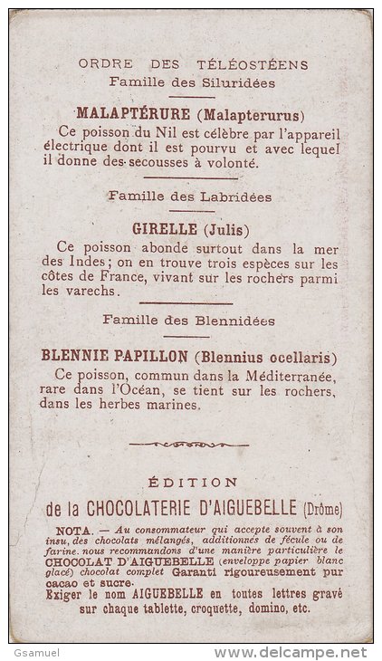 Chromo - Edition De La Chocolaterie D'Aiguebelle (Drôme). - Le Monde Sous Marin - Girelle - Blennie - Malaptérure - Aiguebelle