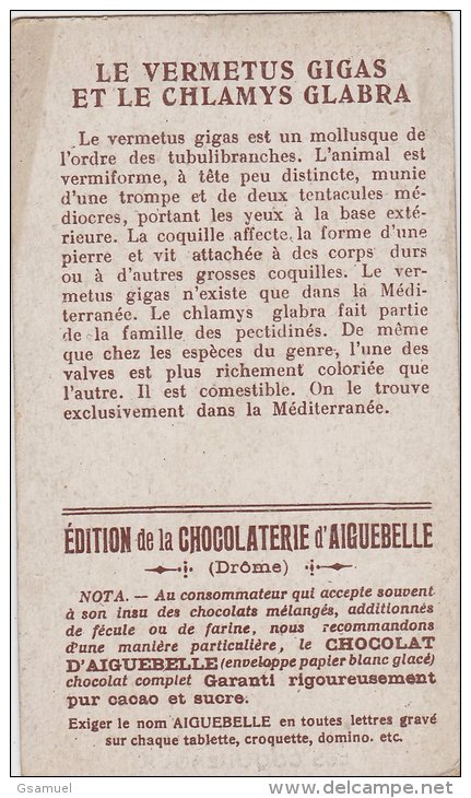 Chromo - Edition De La Chocolaterie D'Aiguebelle (Drôme). - Les Coquillages. Vermetus Gigas - Chlamys Glabra. - Aiguebelle