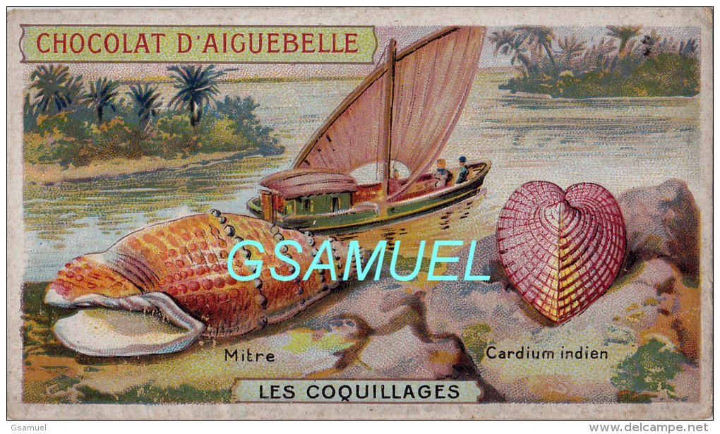 Chromo - Edition De La Chocolaterie D'Aiguebelle (Drôme). - Les Coquillages - La Mitre Et Le Cardium Indien. - Aiguebelle