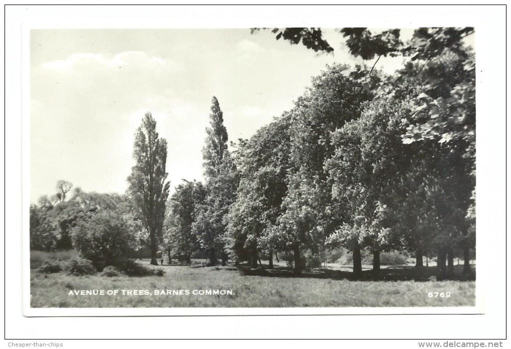 Barnes Common - Avenue Of Trees - Constance 6769 - Surrey