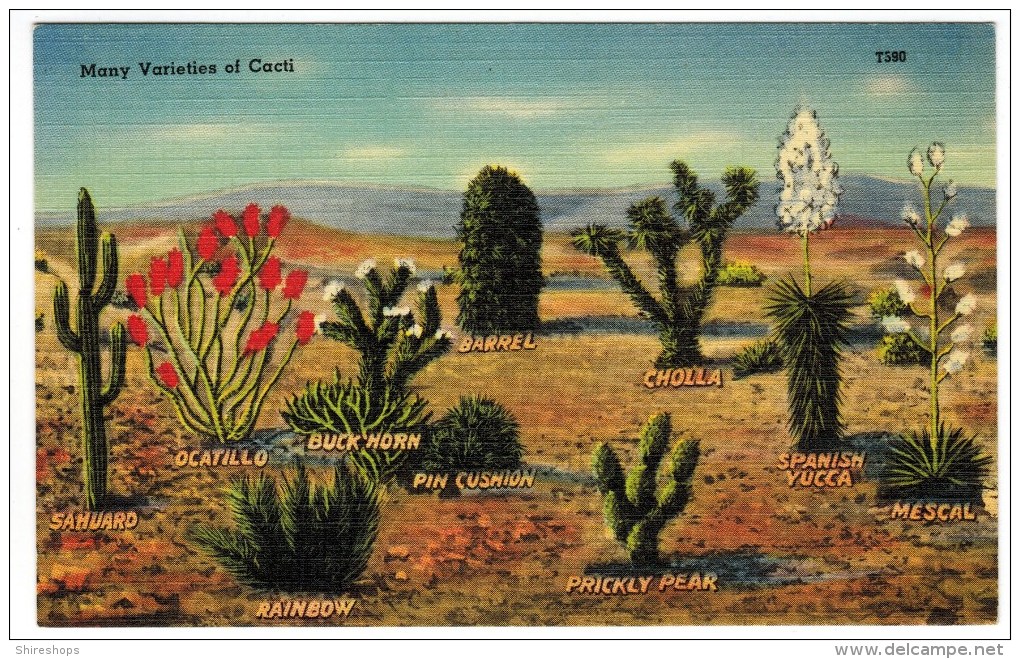 List Of Cacti - Cactusses