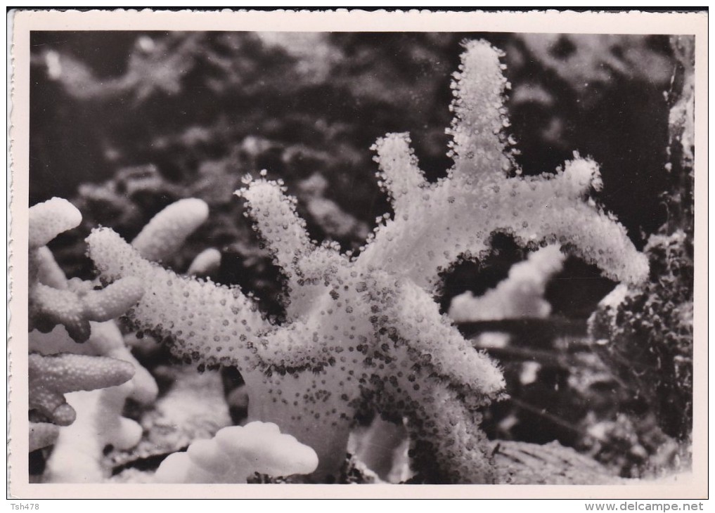 66---BANYULS SUR MER---laboratoire ARAGO---aleyons Avec Polypes épanouis---voir 2 Scans - Banyuls Sur Mer