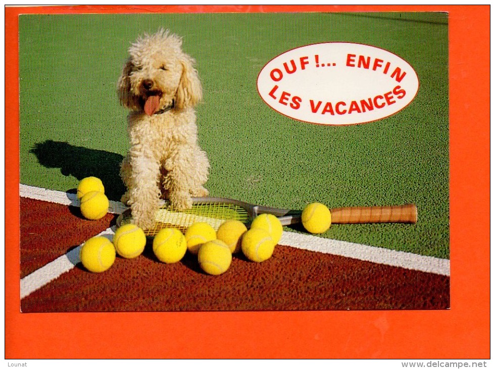 Tennis - Humour Chien Caniche     (écrite Et Non Oblitérée) - Tenis