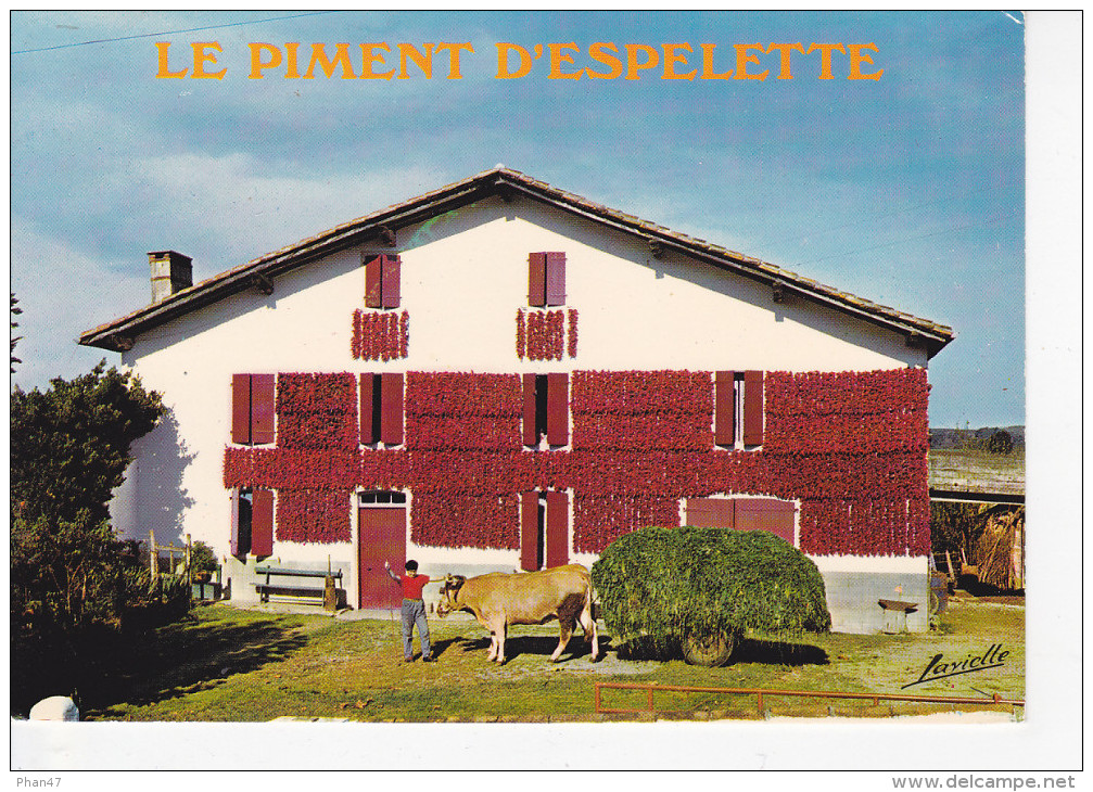 ESPELETTE (64-Pyrénées-Atlantiques), Séchage Des Piments Dans Une Ferme Basque, Attelage De Boeufs, Ed. Lavielle 1990 En - Espelette