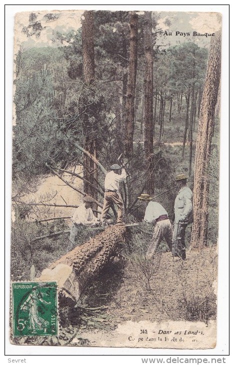 Dans Les Landes. - Coupe Dans La Forêt Des Pins - Arbres