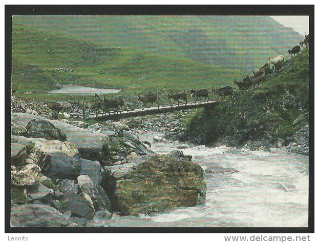 VRIN GR Aua Da Diesrut Val Lumnezia Surselva Geissen Goats Greinastiftung - Lumnezia