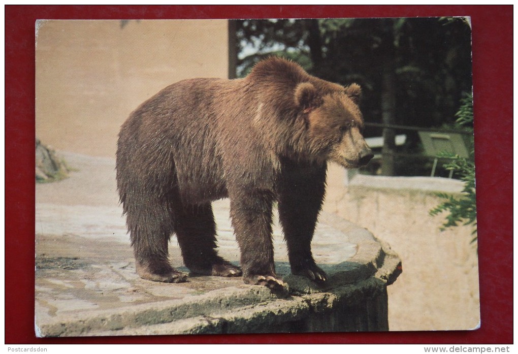 From ANIMALS OF AMERICA IN BRATISLAVA ZOO Set.  Kodiak Bear. 1970s Postcard - Beren