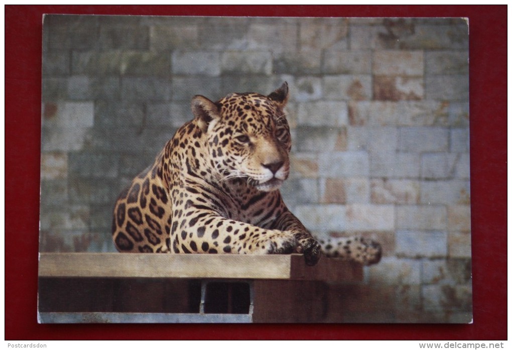 From ANIMALS OF AMERICA IN BRATISLAVA ZOO Set.  Jaguar. 1970s Postcard - Tiger