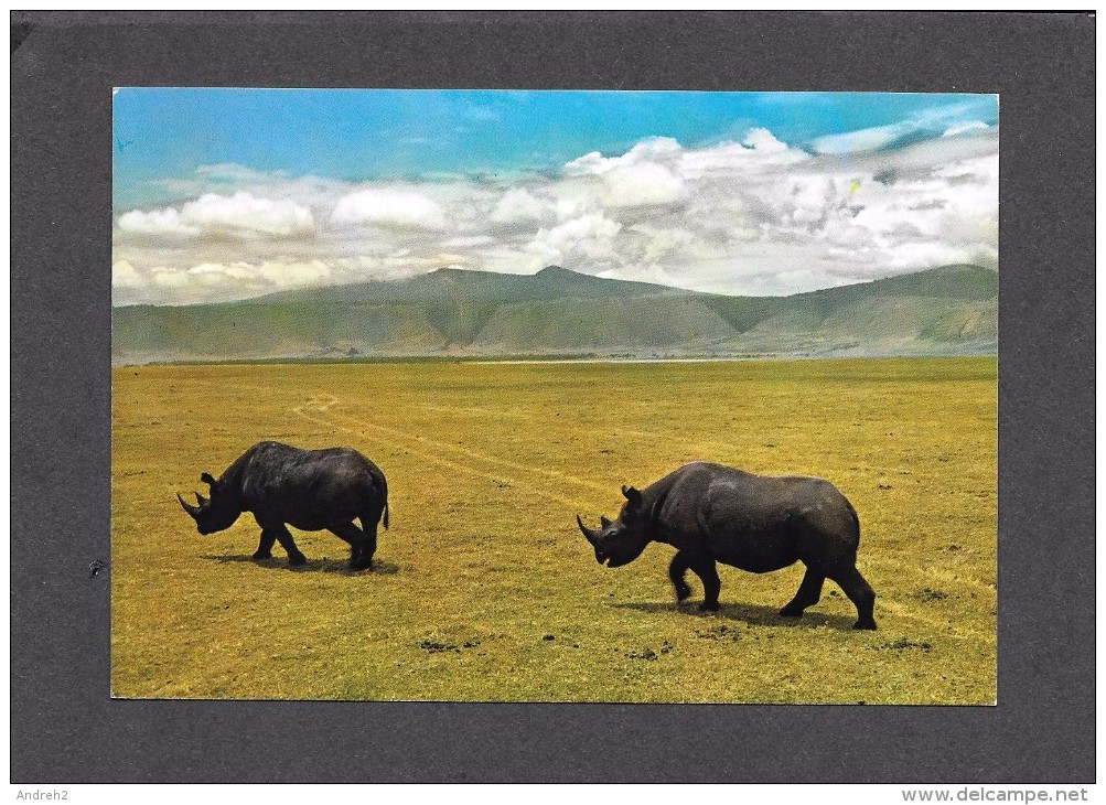 ANIMAL - ANIMAUX - AFRICA - RHINOS IN NGORONGORO CRATER - BY SAPRA STUDIO - Rhinoceros