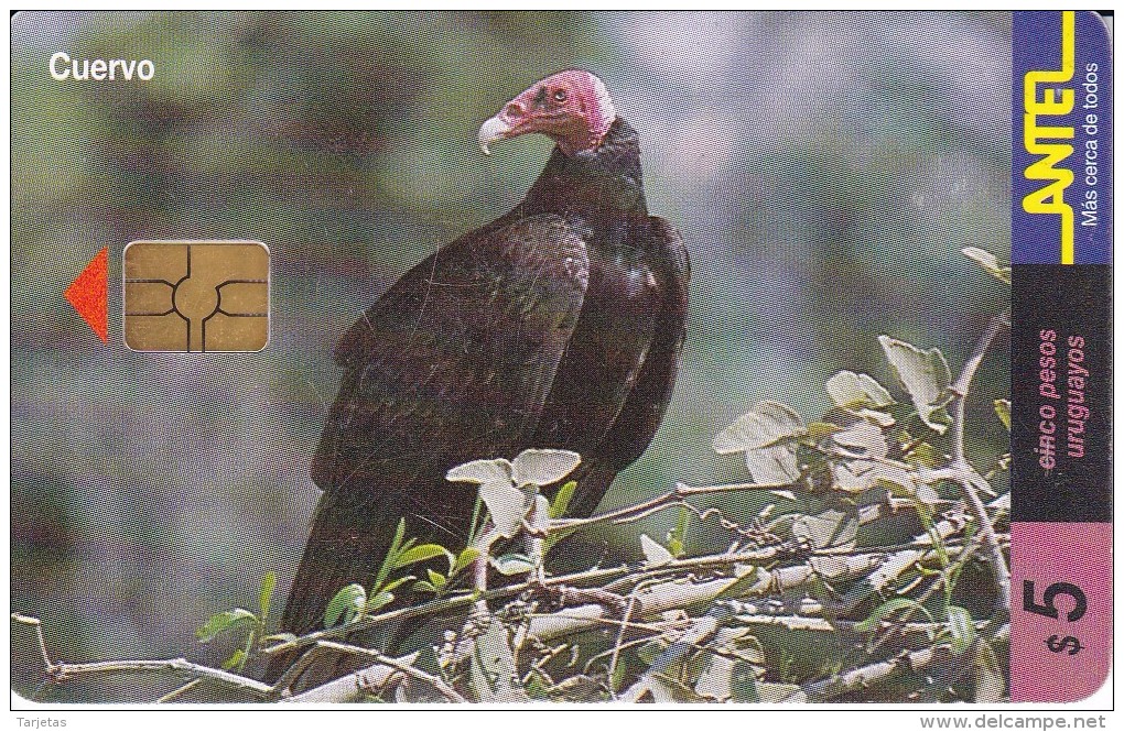 Nº 113 TARJETA DE URUGUAY DE ANTEL DE UN CUERVO (PAJARO-BIRD) - Uruguay