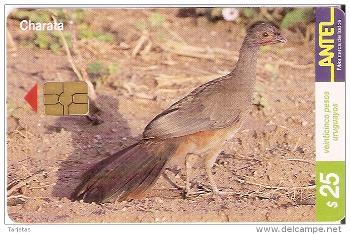 Nº 115 TARJETA DE UN PAJARO DE URUGUAY CHARATA (BIRD) - Uruguay