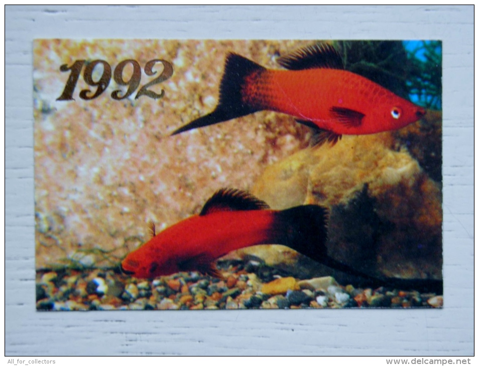 Calendar From Russia 1992 Animals Fishes Poisson - Small : 1991-00