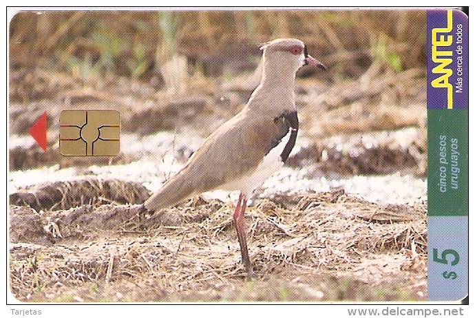 Nº 79 TARJETA DE UN PAJARO DE URUGUAY TERO (BIRD) - Uruguay