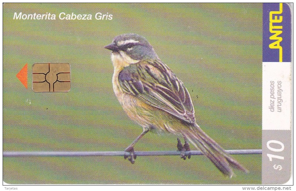 Nº 206 TARJETA DE URUGUAY DE ANTEL DE UNA MONTERITA CABEZA GRIS (PAJARO-BIRD) - Uruguay