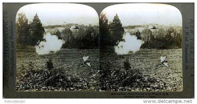 Chasse à La Caille Kansas USA Par Young - Photos Stéréoscopiques