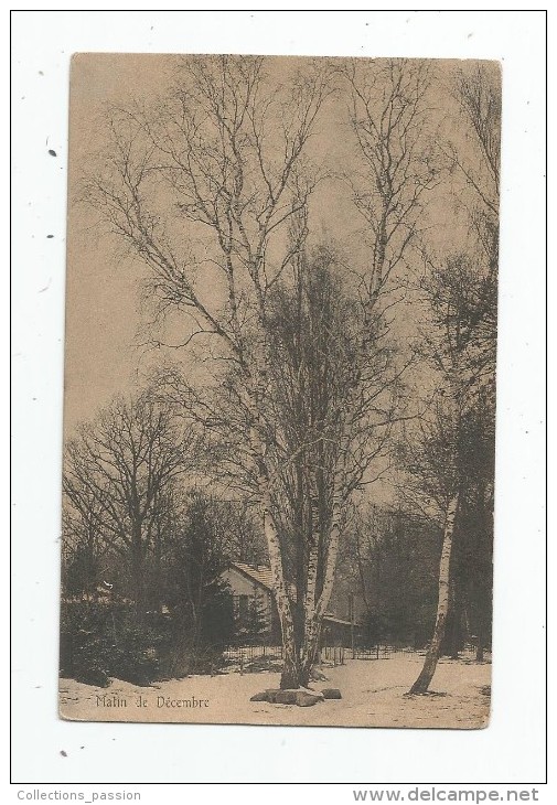 Cp , ARBRE , Matin De DECEMBRE , Vierge , Paysage , Série N° 22 - Alberi