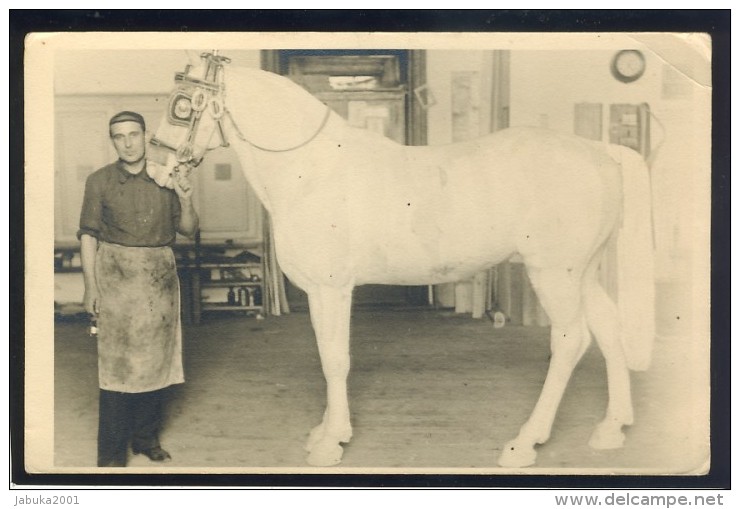 HORSE CAVALLI PFERDE CHEVAL OLD REAL PHOTO POSTCARD #101 - Pferde