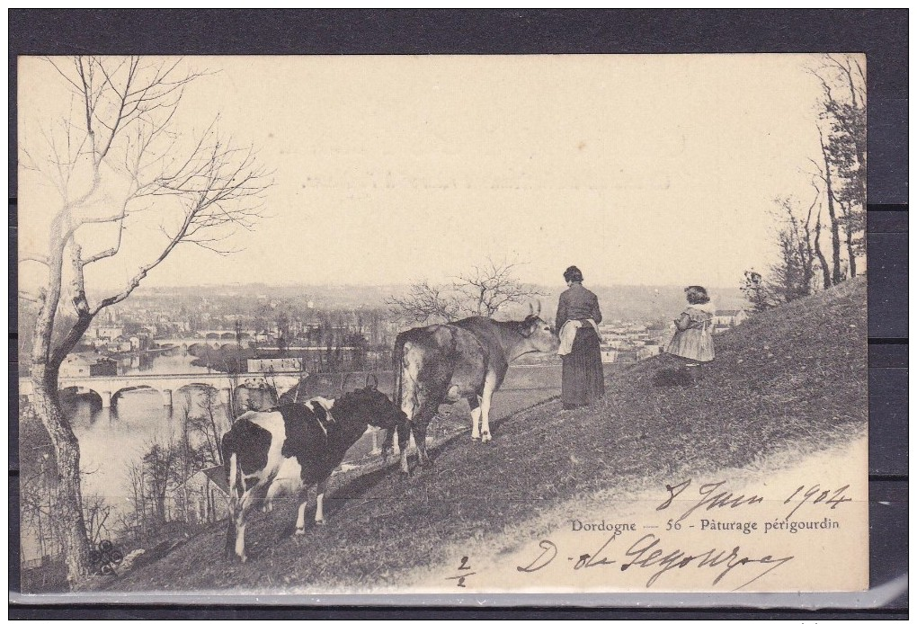 FRANCE DORDOGNE PATURAGE PERIGOURDIN - Autres & Non Classés